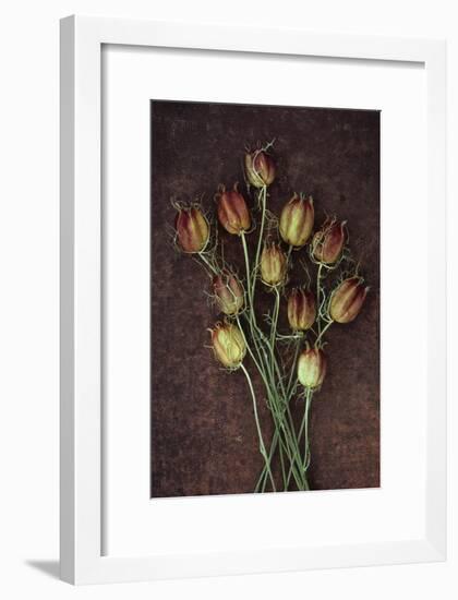 Seed Heads-Den Reader-Framed Photographic Print