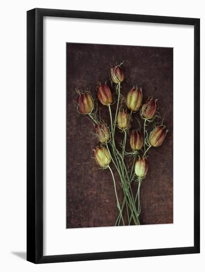 Seed Heads-Den Reader-Framed Photographic Print