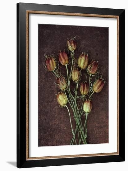 Seed Heads-Den Reader-Framed Photographic Print