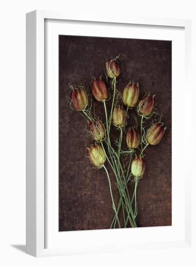 Seed Heads-Den Reader-Framed Photographic Print