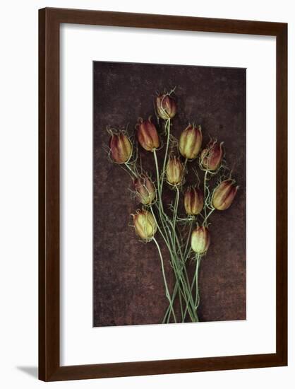 Seed Heads-Den Reader-Framed Photographic Print