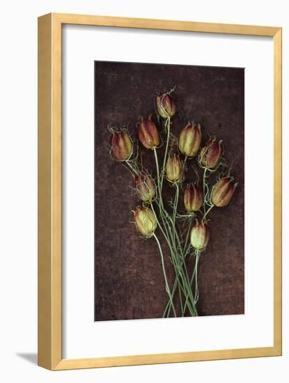 Seed Heads-Den Reader-Framed Photographic Print