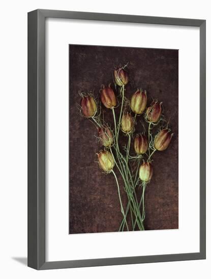 Seed Heads-Den Reader-Framed Photographic Print