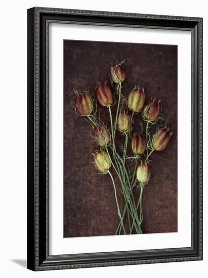 Seed Heads-Den Reader-Framed Photographic Print