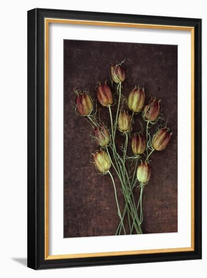 Seed Heads-Den Reader-Framed Photographic Print