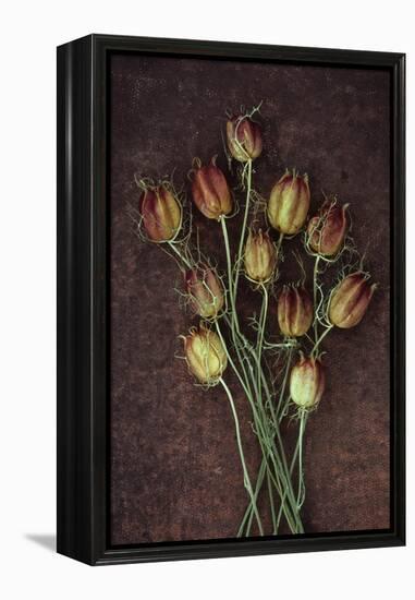 Seed Heads-Den Reader-Framed Premier Image Canvas