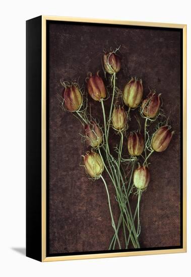 Seed Heads-Den Reader-Framed Premier Image Canvas