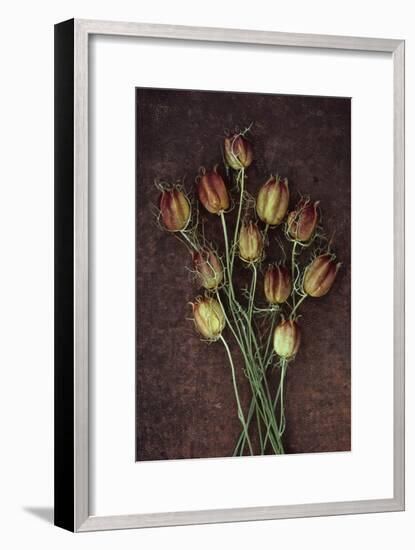 Seed Heads-Den Reader-Framed Premium Photographic Print