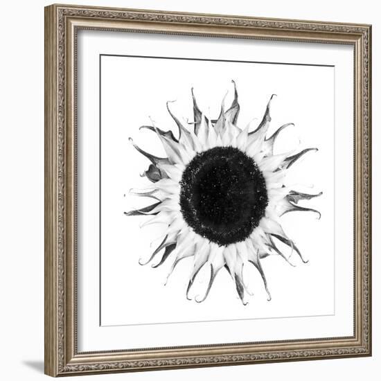 Seed Journey I-James Guilliam-Framed Giclee Print