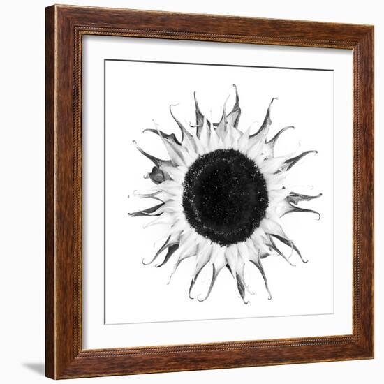 Seed Journey I-James Guilliam-Framed Giclee Print