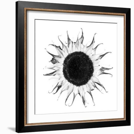 Seed Journey I-James Guilliam-Framed Giclee Print