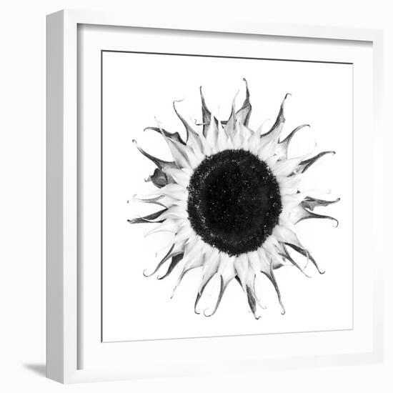 Seed Journey I-James Guilliam-Framed Giclee Print