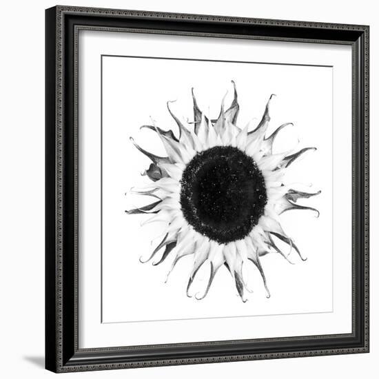 Seed Journey I-James Guilliam-Framed Giclee Print