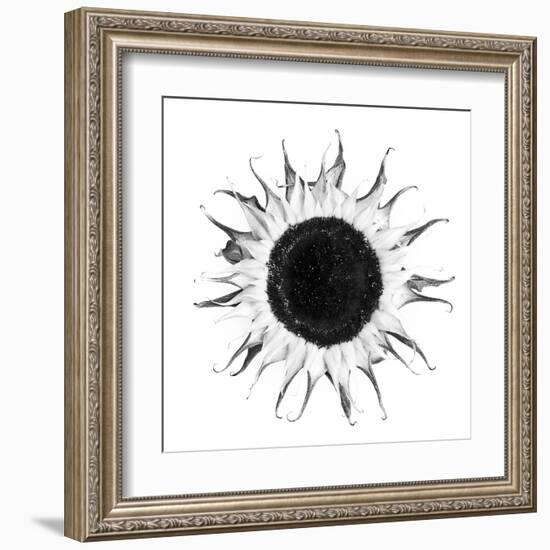 Seed Journey I-James Guilliam-Framed Giclee Print