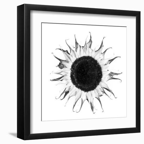 Seed Journey I-James Guilliam-Framed Giclee Print