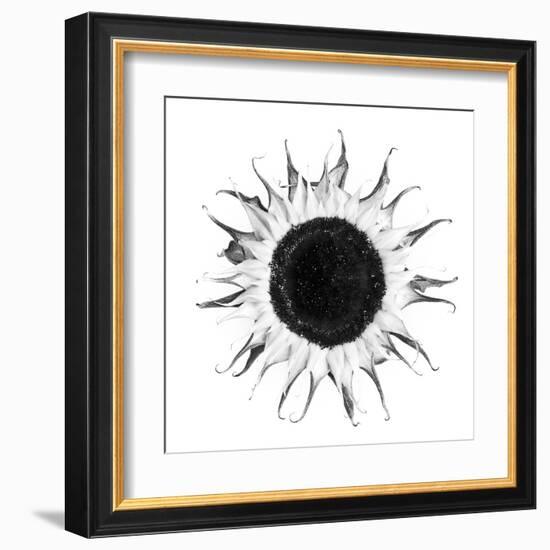 Seed Journey I-James Guilliam-Framed Giclee Print