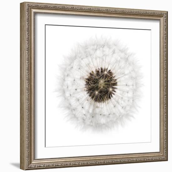 Seed Journey II-James Guilliam-Framed Giclee Print