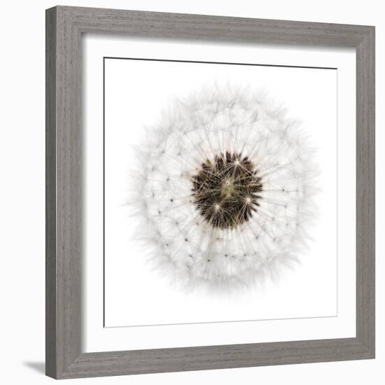 Seed Journey II-James Guilliam-Framed Giclee Print