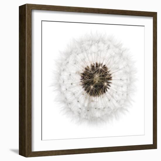 Seed Journey II-James Guilliam-Framed Giclee Print