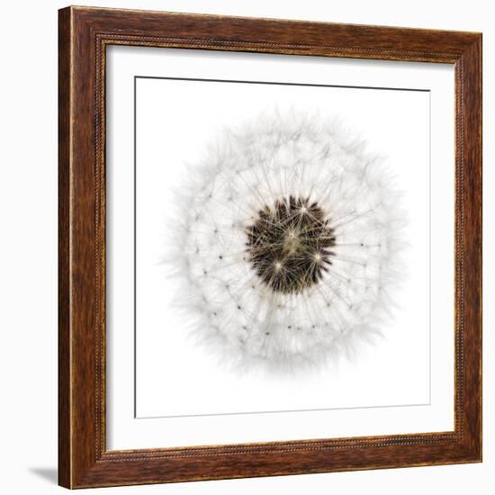 Seed Journey II-James Guilliam-Framed Giclee Print