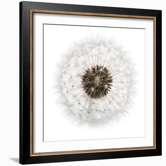 Seed Journey II-James Guilliam-Framed Giclee Print