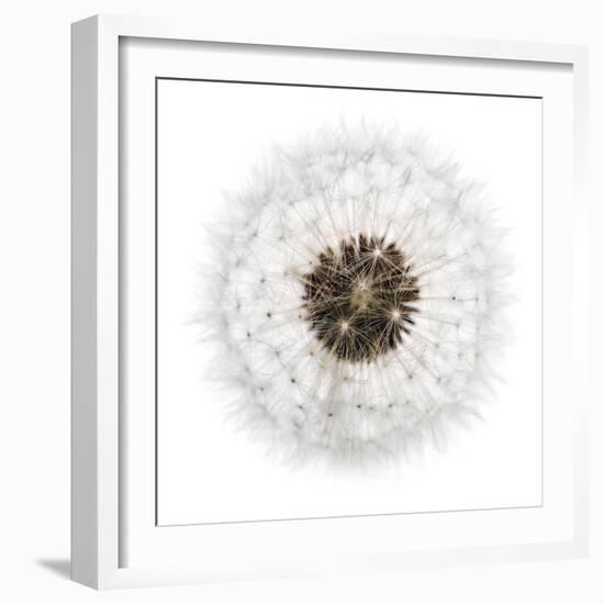 Seed Journey II-James Guilliam-Framed Giclee Print