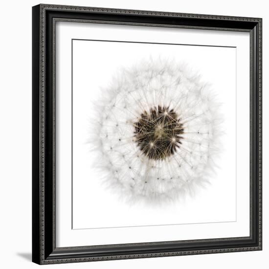 Seed Journey II-James Guilliam-Framed Giclee Print