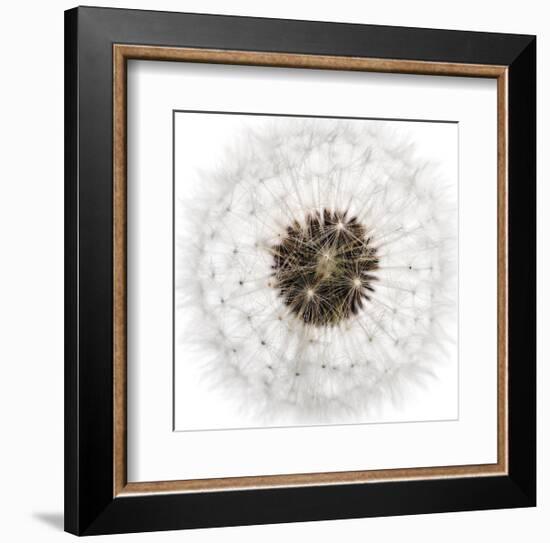 Seed Journey II-James Guilliam-Framed Giclee Print