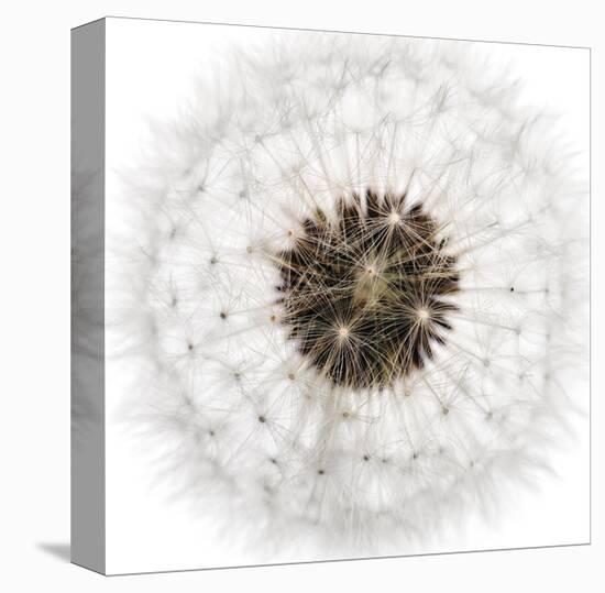 Seed Journey II-James Guilliam-Framed Stretched Canvas