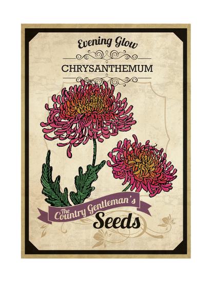 Seed Packet Chrysanthemum Giclee Print The Saturday Evening Post Art Com Seed Packet Chrysanthemum Giclee Print The Saturday Evening Post Art Com