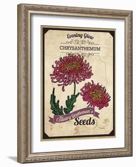 Seed Packet - Chrysanthemum-The Saturday Evening Post-Framed Giclee Print