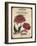 Seed Packet - Chrysanthemum-The Saturday Evening Post-Framed Giclee Print