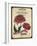 Seed Packet - Chrysanthemum-The Saturday Evening Post-Framed Giclee Print