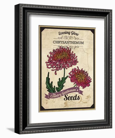 Seed Packet - Chrysanthemum-The Saturday Evening Post-Framed Premium Giclee Print