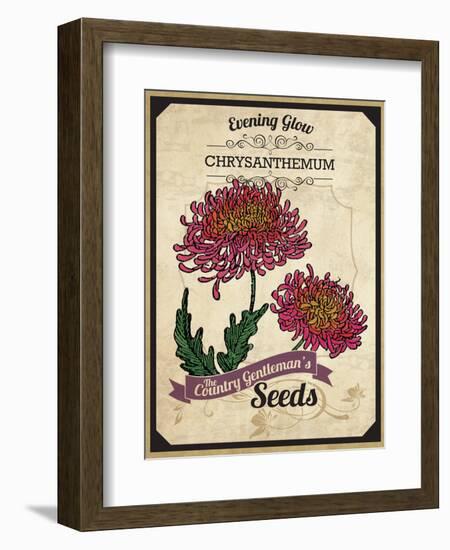 Seed Packet - Chrysanthemum-The Saturday Evening Post-Framed Giclee Print