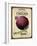 Seed Packet - Onion-The Saturday Evening Post-Framed Giclee Print