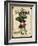 Seed Packet - Radish-The Saturday Evening Post-Framed Giclee Print