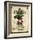 Seed Packet - Radish-The Saturday Evening Post-Framed Giclee Print