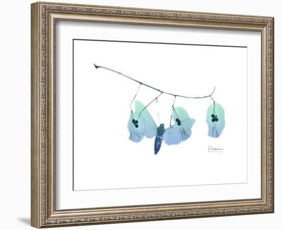 Seed Pods L244-Albert Koetsier-Framed Art Print