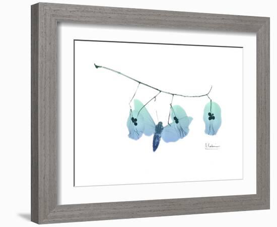 Seed Pods L244-Albert Koetsier-Framed Art Print