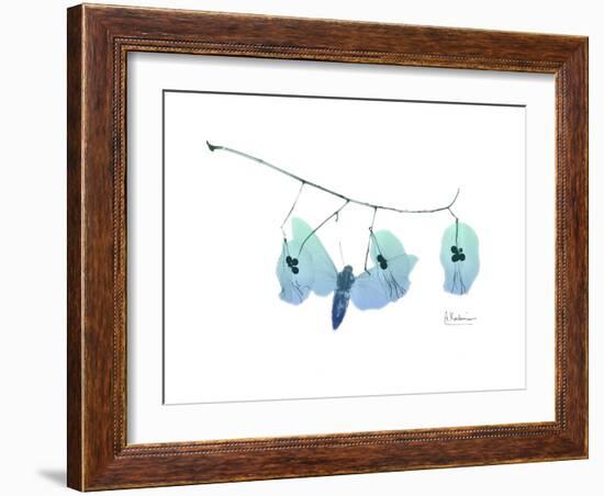 Seed Pods L244-Albert Koetsier-Framed Art Print