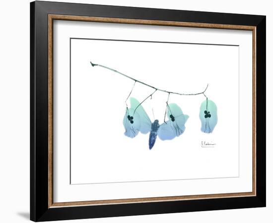 Seed Pods L244-Albert Koetsier-Framed Art Print