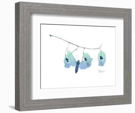 Seed Pods L244-Albert Koetsier-Framed Art Print