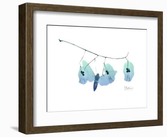 Seed Pods L244-Albert Koetsier-Framed Art Print