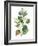 Seeded Eucalyptus II-Melissa Wang-Framed Art Print