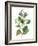 Seeded Eucalyptus II-Melissa Wang-Framed Art Print