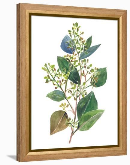 Seeded Eucalyptus II-Melissa Wang-Framed Stretched Canvas