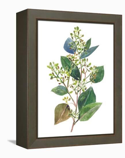 Seeded Eucalyptus II-Melissa Wang-Framed Stretched Canvas