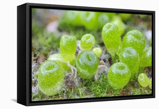 Seedling cone plants, approx two months after sowing-Chris Mattison-Framed Premier Image Canvas