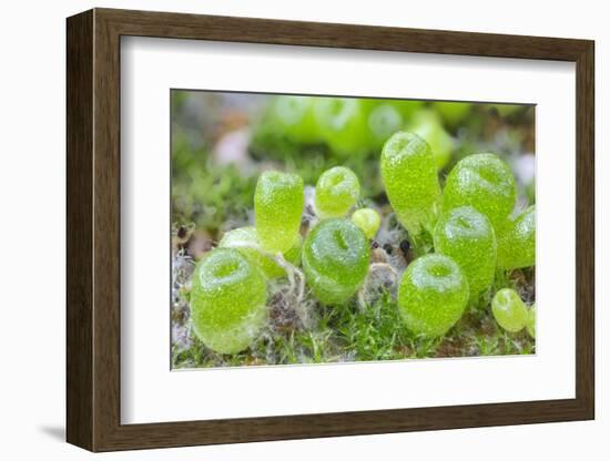 Seedling cone plants, approx two months after sowing-Chris Mattison-Framed Photographic Print